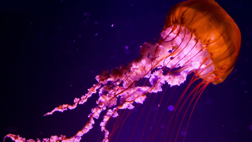 jellyfish